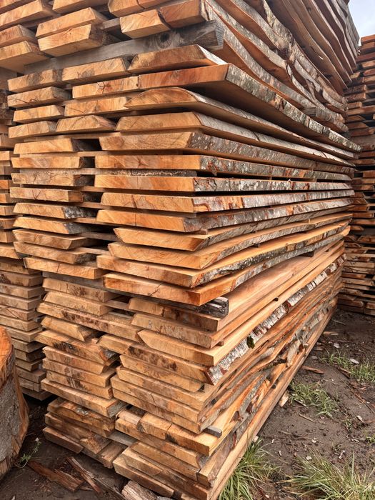 Cherestea fag  uscata gr.48mm