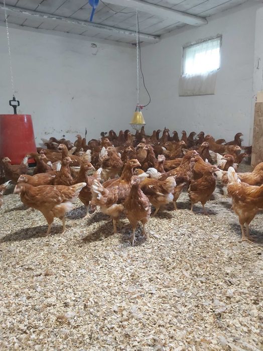 Puicute ouatoare /pui gaina rasa oua / pui albi de carne/găini outoare