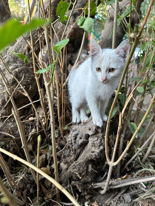 Отдам даром котенка