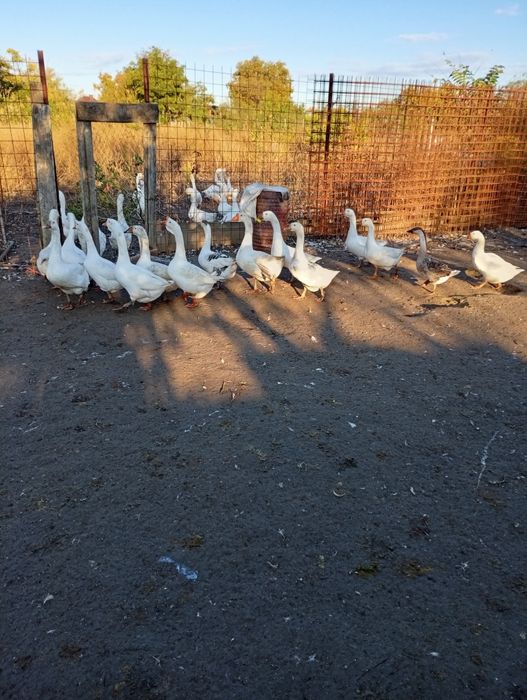 Gâste Brăila Tufesti