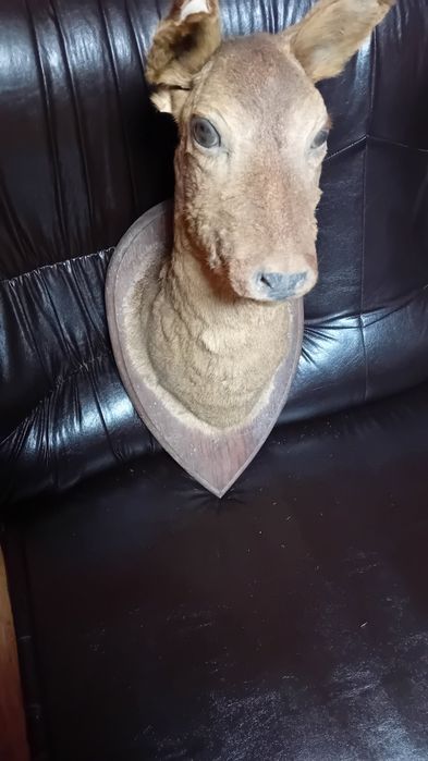 Препарирана  кошута.Катеричка   и  белка