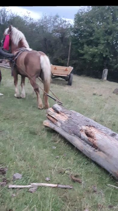 Vând Armăsar de 5 ani