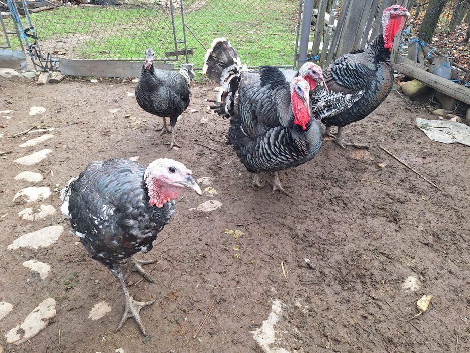 Curcanii de tara buni pret