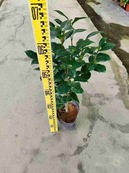 Камелия белый.красный розовый