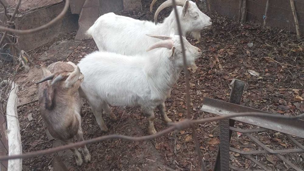 Асыл тұқымды занен ешкілер сатылады