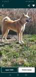 Akita Innu japonez