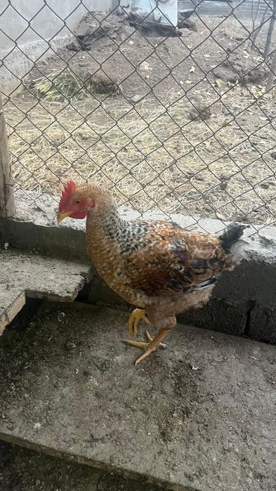 Шөже Цыплята продам