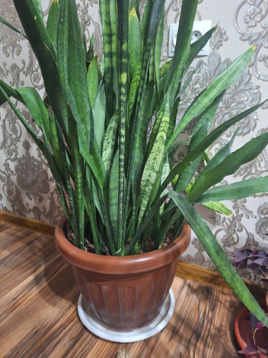 Сансивиера 3ta  xonaki gullar