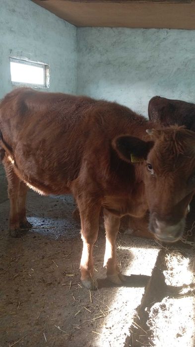 Мелко рогатый скот