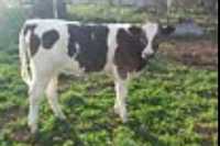 Vând vițel rasa Holstein
