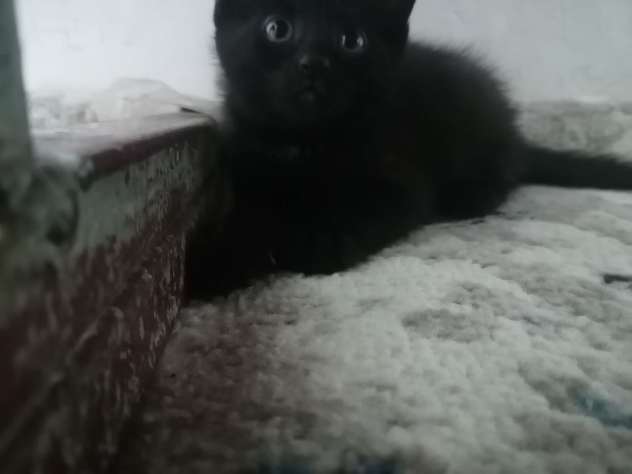 Yaxshi qo'lar uchun tekin