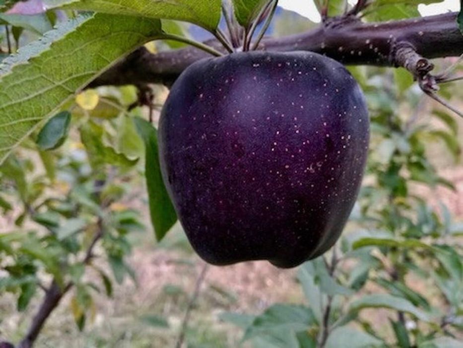 Mar diamantul negru