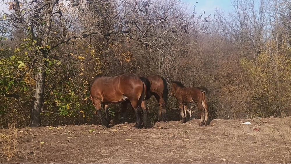 De vânzare iepe.    .