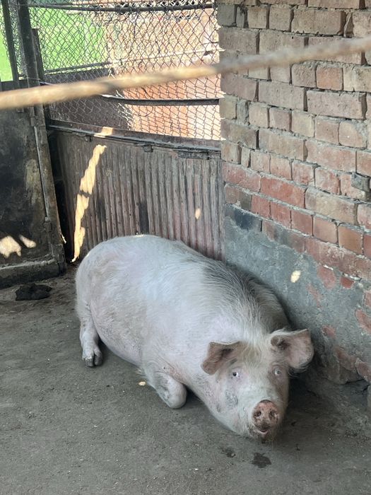 Домашно прасе.