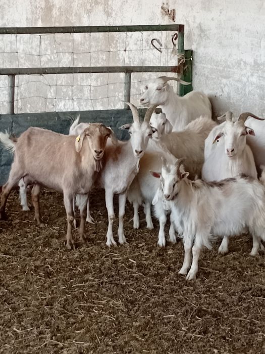 ешкі сатамын 35мыңнан