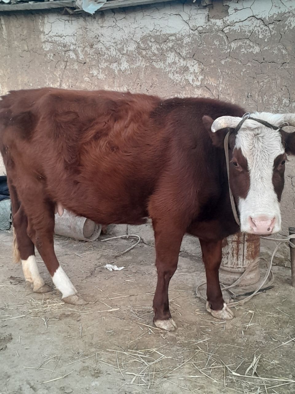 Mol sotiladi yaxshi yeydii