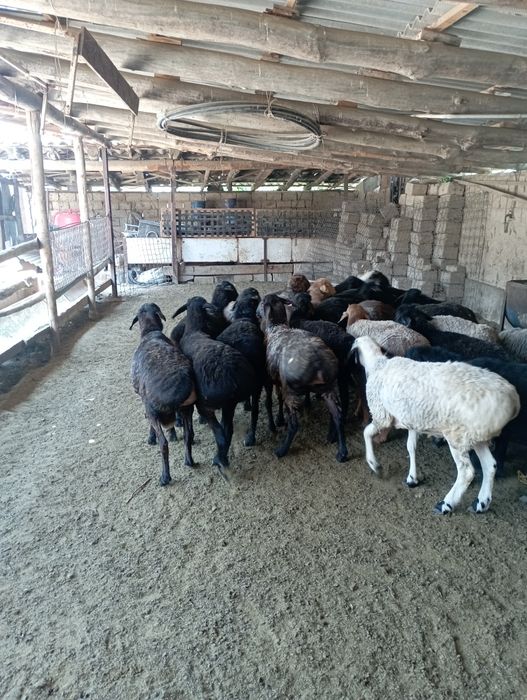 Семіз қойлар, сектер,  қошқар 120000