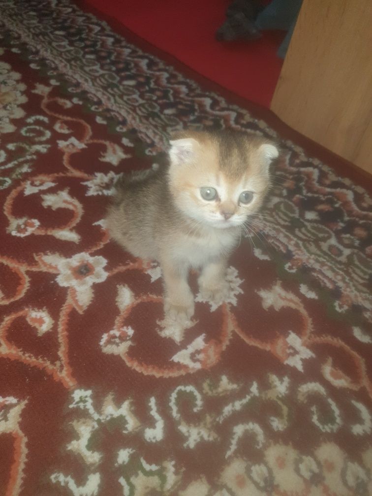 Kowki zotli muwuv bolasi