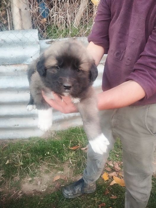 Mascul de carpatin cu pedigree tip A super oferta de sărbători