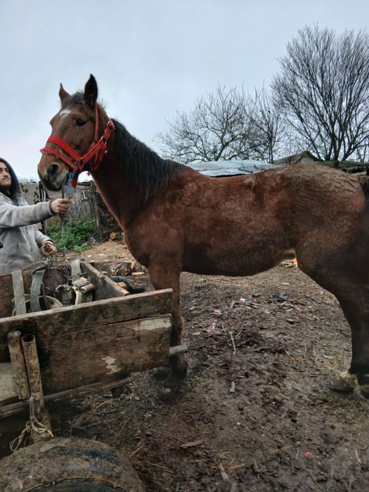 Vand sau schimb cu vaca