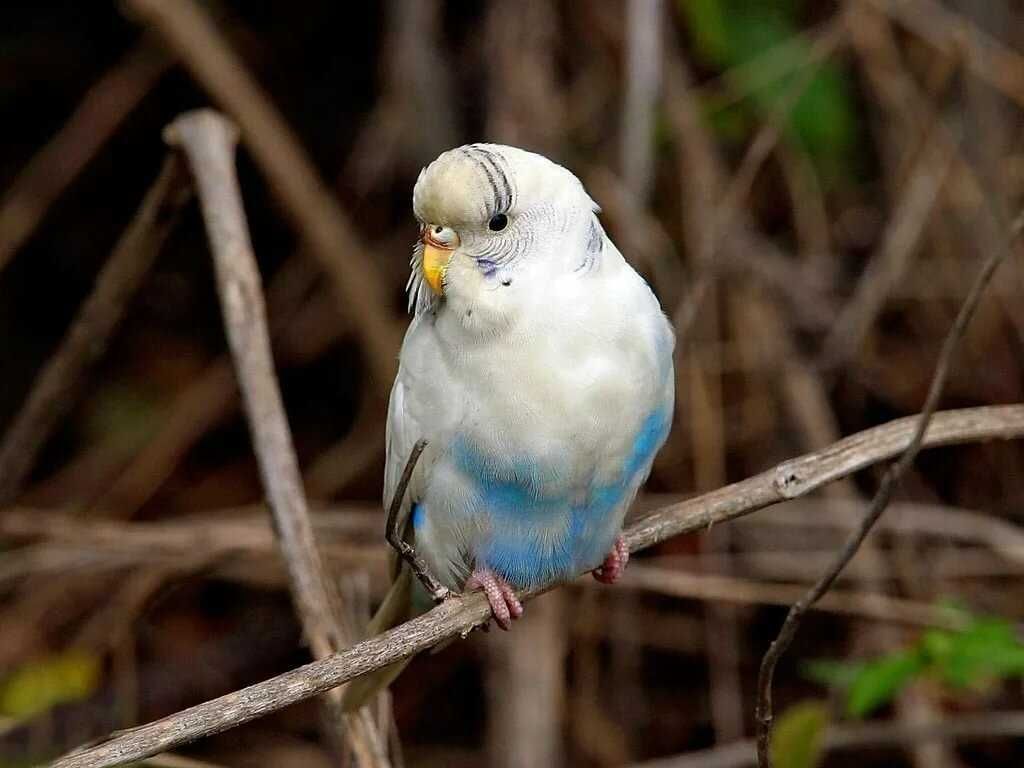 Попугай волнистый - попугайчик