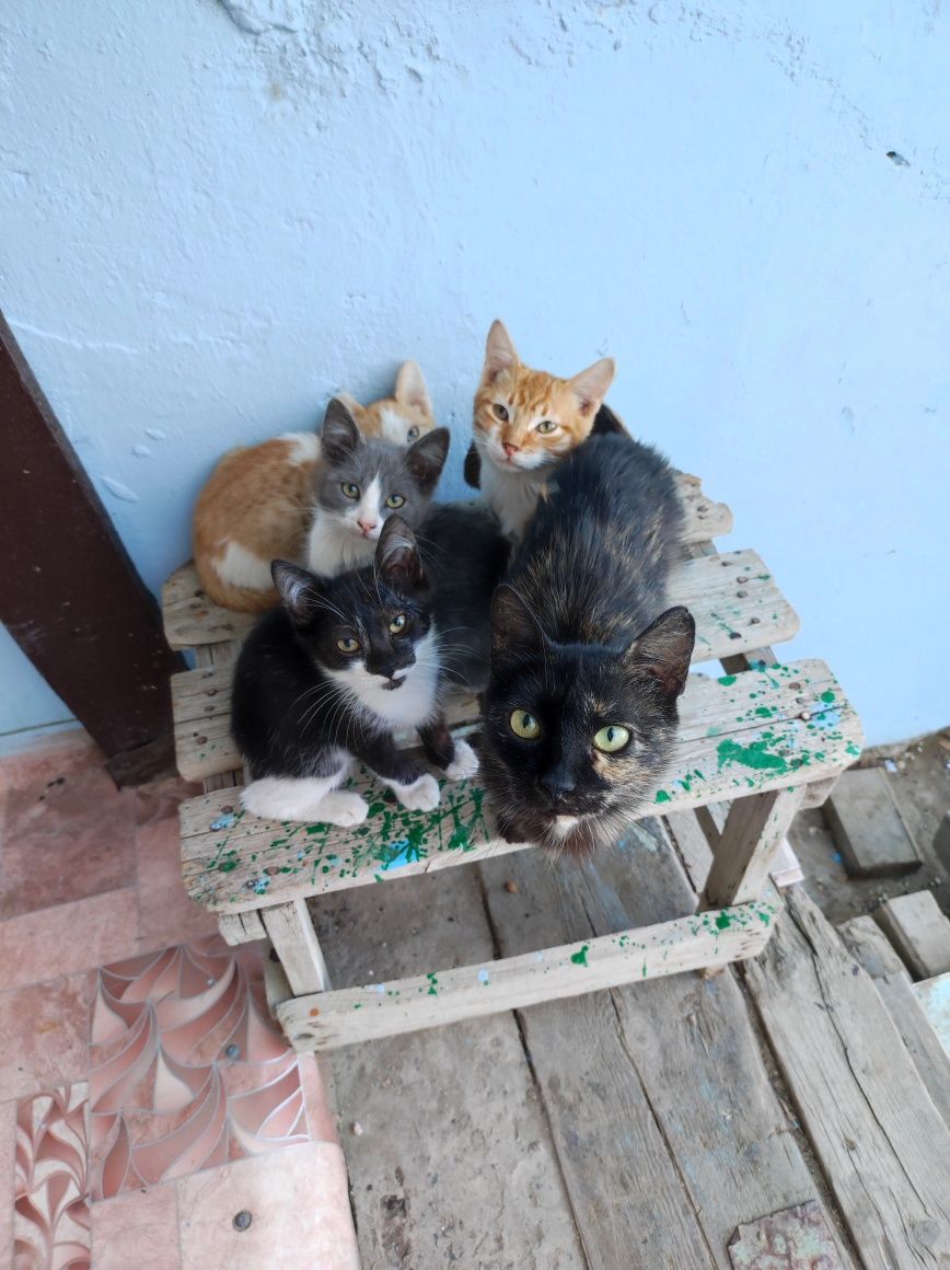 Котята в добрые руки