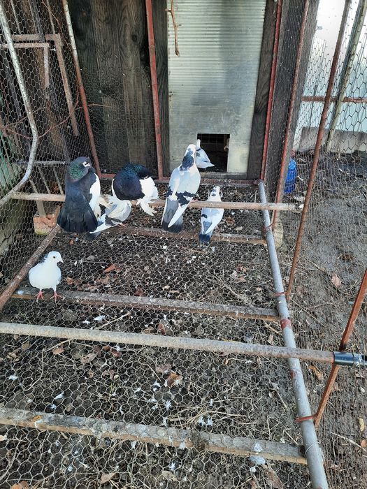 Vând porumbei Volga si Jucatori de Galați