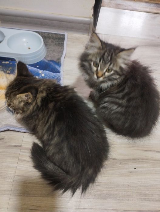 Отдадим котят две девочки.