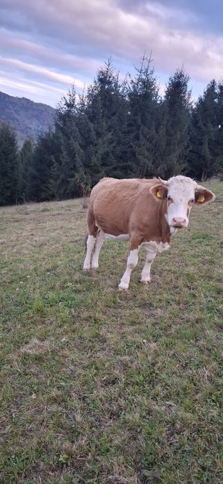 Vând junincă bălțată de 2 ani, gestantă de 4 luni