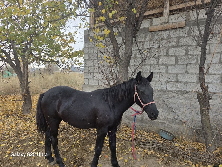 Тай сатылады Қостөбе а