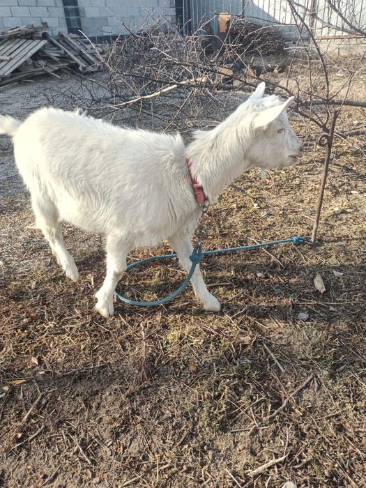 Продам двух пятимесячных козлят молочной породы