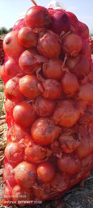 Piyoz sotiladi kelishamiz