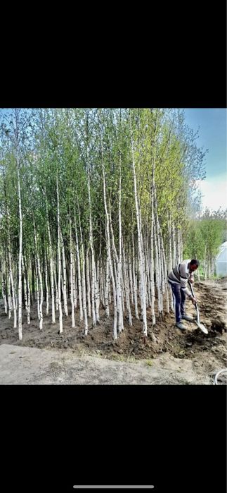 Vand si plantez mesteacan