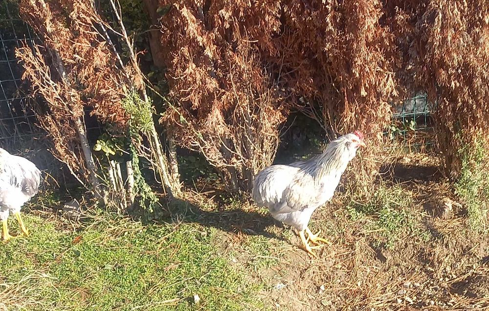 Петлета Араукана