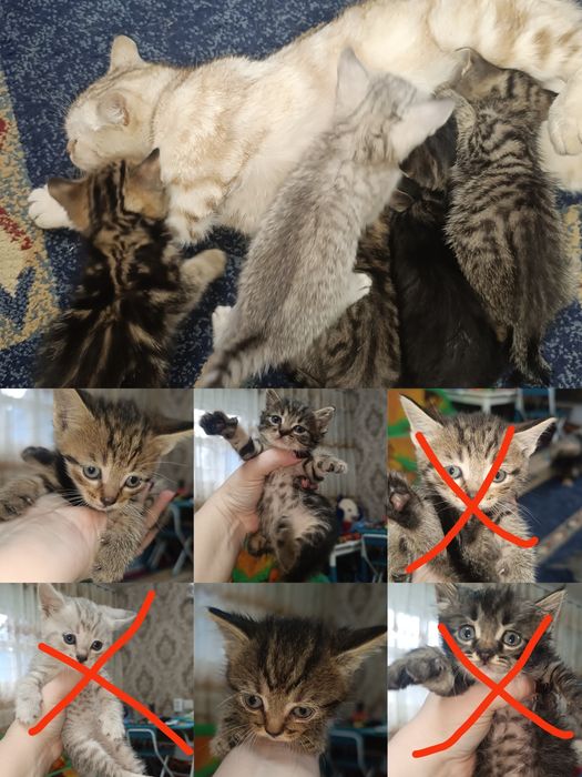 Отдам котят мама породистая