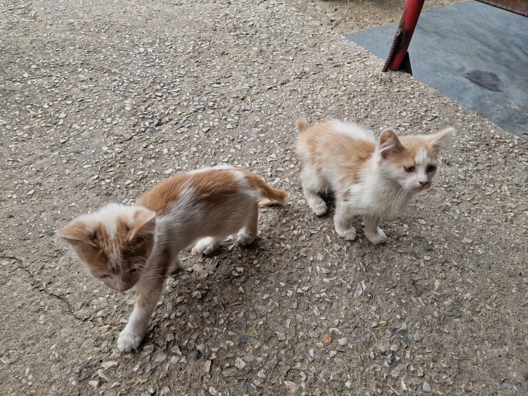Подарявам котенца