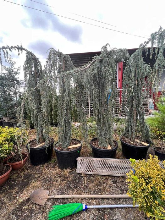 Plante ornamentale care transformă complet peisajul