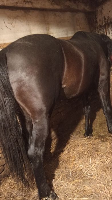 Vând armăsar de 6 ani