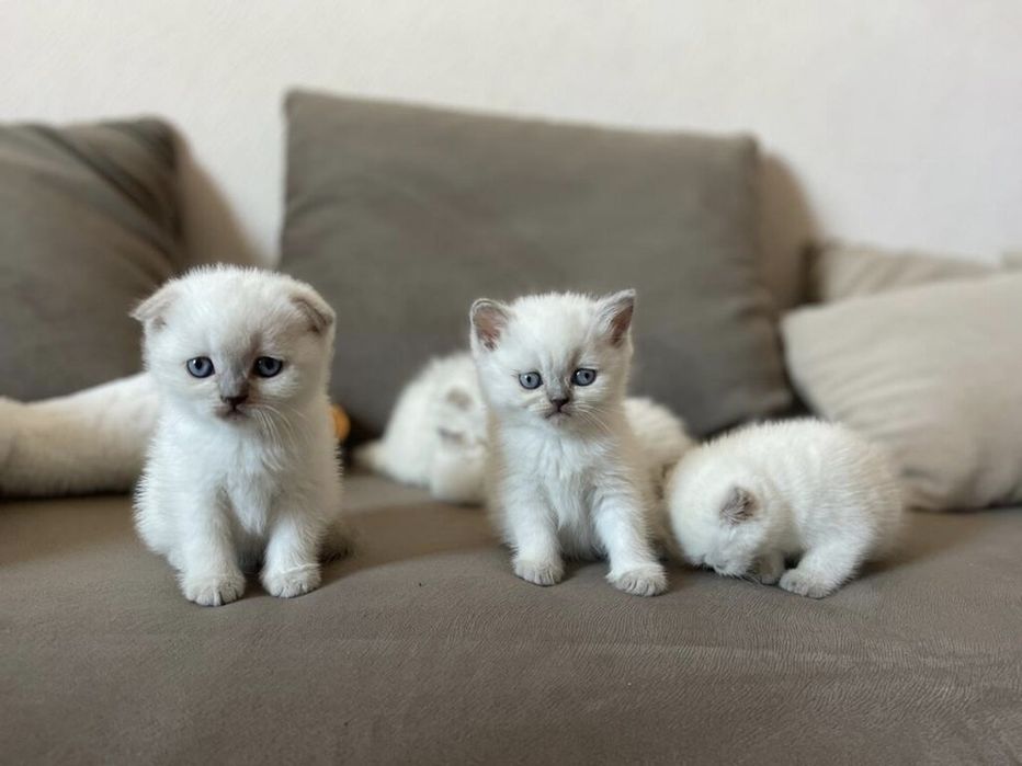 Шотландский Вислоухие котята