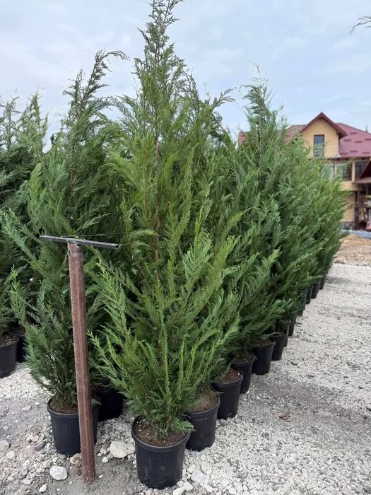 Leylandii 2.5m- 2.5m gard viu/ gazon rulou sport/ calitate premium