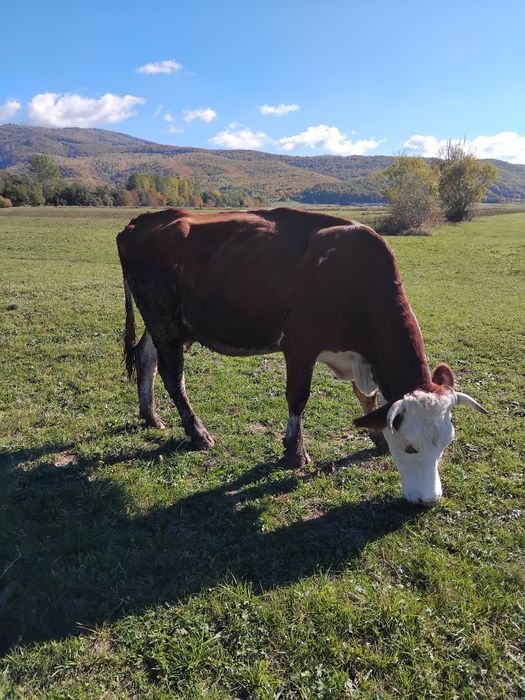 Vand vaca tânără