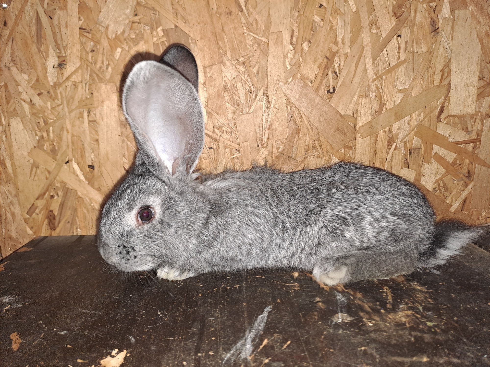 Puiet Urias german chinchilla