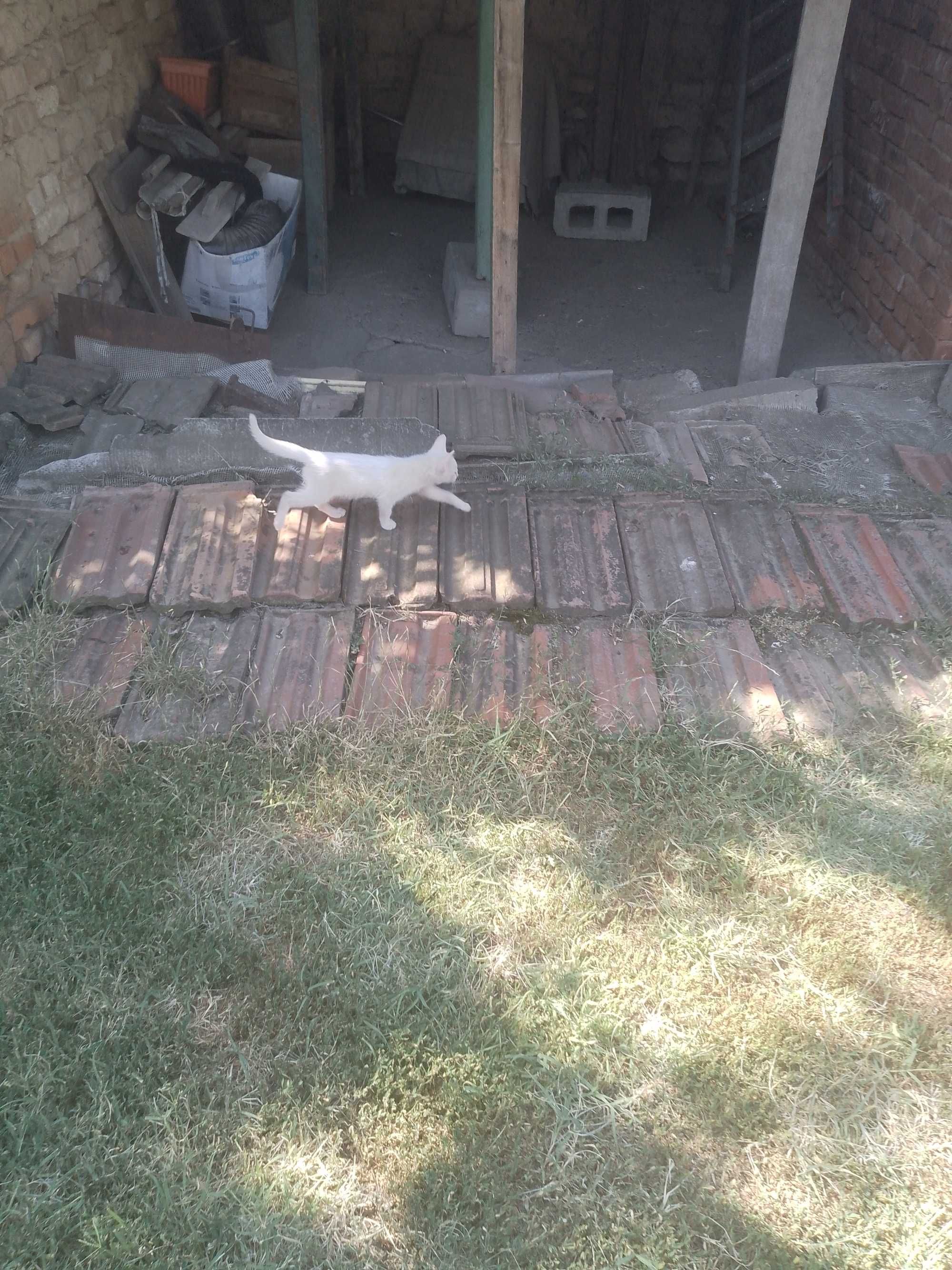 Подарявам малки котета