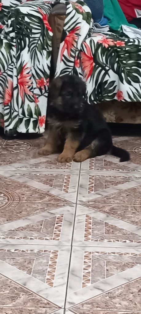 Catei ciobanesc german cu pedigree