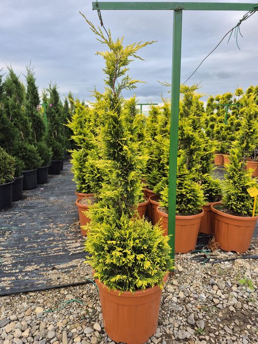 Tuia spirala Pon pon Eunimus