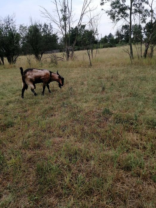 Vând țap alpin francez