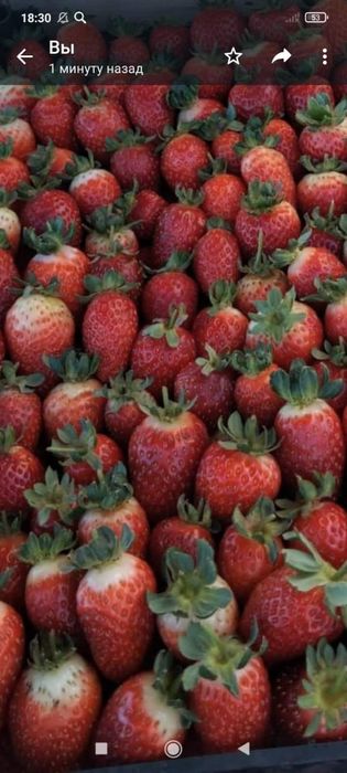 Саженцы ремонтантной клубники Альбион