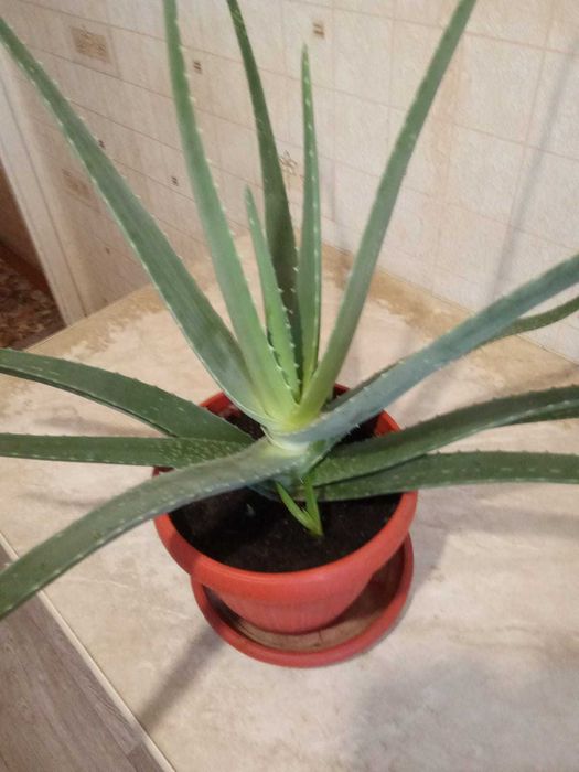 Продам Алое Вера лечебный