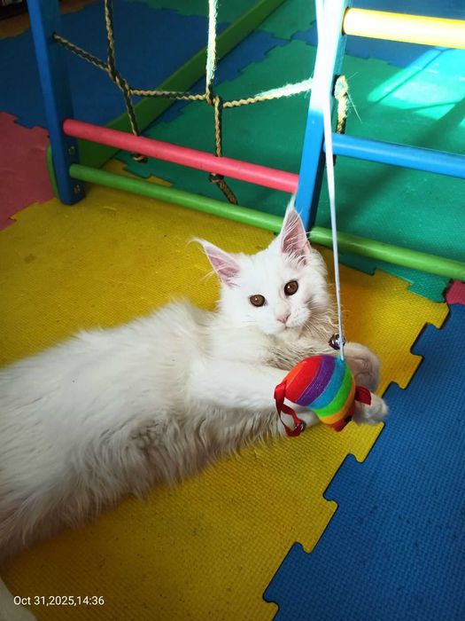 Продавам сладко котенце Мейн Куун