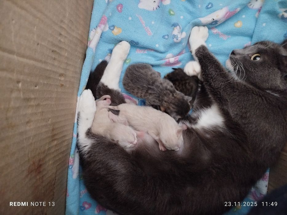 Бронирование котят